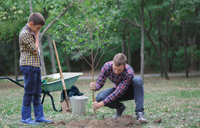 Dad and son planting tree in backyard. Photo includes wheel barrow, shovel and pail.